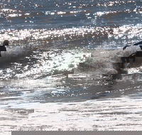 Private Surf Coaching Session in New South Wales - Darwin Holiday