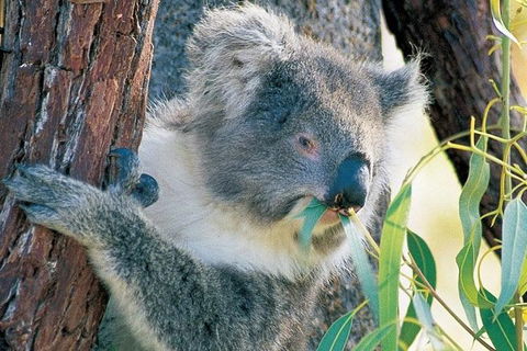 Pinnacle Desert Sunset And Night-time Stargazing Tour From Perth - Darwin Holiday 4