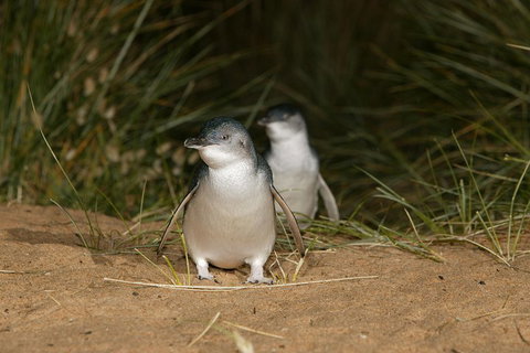 Phillip Island Penguin, Brighton Beach, Moonlit Sanctuary From Melbourne - Darwin Holiday 2