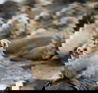 Puffing Billy Wildlife Sanctuary  Penguins Day Tour from Melbourne - Darwin Holiday