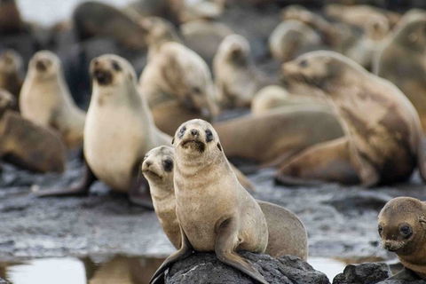 Puffing Billy, Wildlife Sanctuary & Penguins Day Tour From Melbourne - Darwin Holiday 0