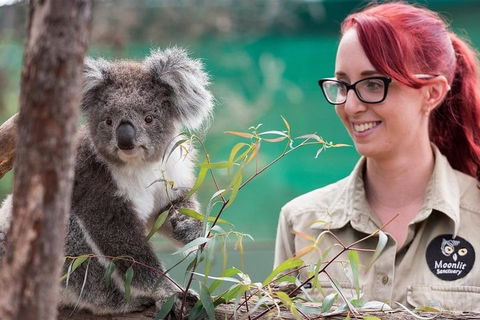 Puffing Billy, Wildlife Sanctuary & Penguins Day Tour From Melbourne - Darwin Holiday 3