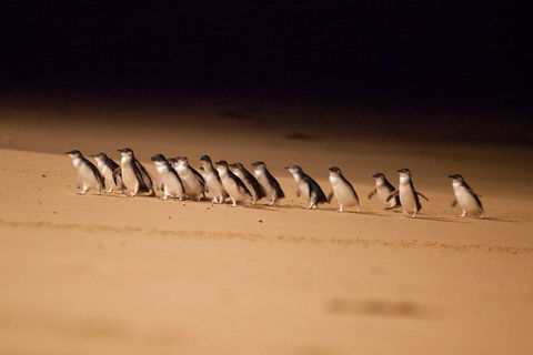Great Ocean Road & Phillip Island Overnight Tour - Darwin Holiday 2
