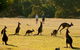 Two Day Melbourne To Adelaide Tour - Great Ocean Road & Grampians - thumb 5