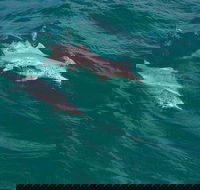 North Stradbroke Island Private Tour with Pickup - Darwin Holiday