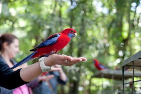 Springbrook National Park Discovery Full-Day Bushwalking Tour - Darwin Holiday 1