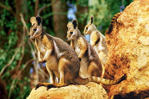 Sydney Harbour Hop On Hop Off Cruise With Taronga Zoo Entry - Darwin Holiday 4