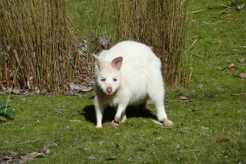 7-Day Super Value Tour Of Tasmania: Explore Tasmania's West And East Coasts - Darwin Holiday 1