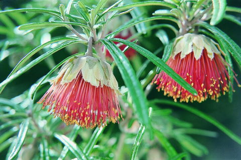 Full-Day Pinnacles Desert And Yanchep National Park Tour From Perth - Darwin Holiday 1