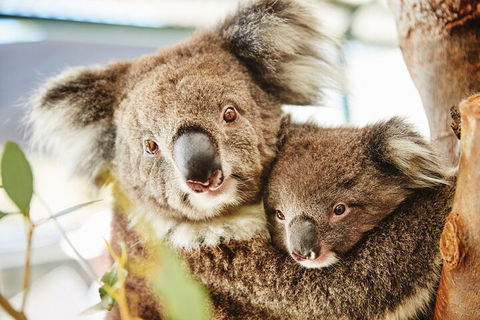 Full-Day Pinnacles Desert And Yanchep National Park Tour From Perth - Darwin Holiday 5