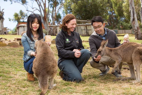 Bonorong Wildlife Park And Richmond Afternoon Tour From Hobart - Darwin Holiday 1