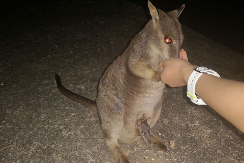Private Tour To Paronella Park, Historic Village Herberton And Wild Life Wallaby - Darwin Holiday 0