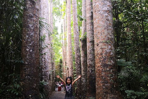 Private Tour To Paronella Park, Historic Village Herberton And Wild Life Wallaby - Darwin Holiday 2