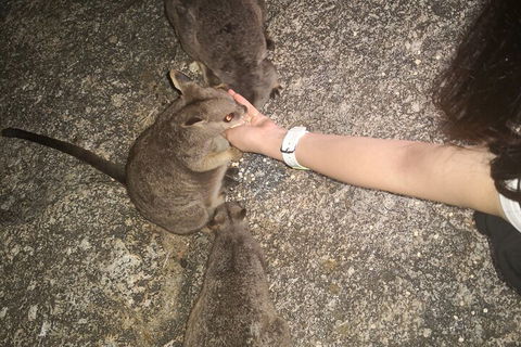 Private Tour To Paronella Park, Historic Village Herberton And Wild Life Wallaby - Darwin Holiday 4