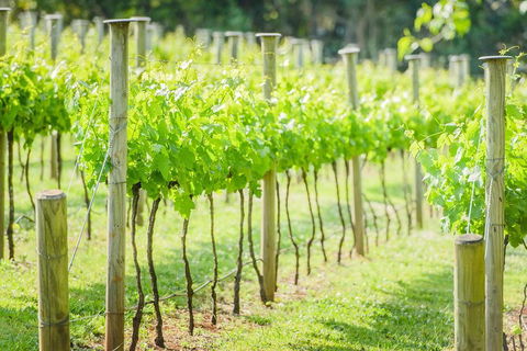 Deluxe Winery Tour To Tamborine Mountain, Includes Gourmet Two Course Lunch - Darwin Holiday 5