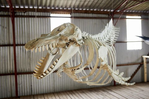 Albany's Whale Story - Darwin Holiday 3