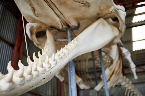 Albany's Whale Story - Darwin Holiday 5