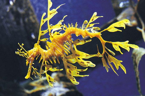 SEA LIFE Melbourne Aquarium Admission Ticket - Darwin Holiday 0