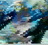 Shark Dive Experience at SEA LIFE Melbourne Aquarium - Darwin Holiday