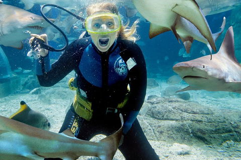 Shark Dive Experience At SEA LIFE Melbourne Aquarium - Darwin Holiday 0