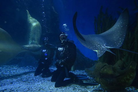 Shark Dive Experience At SEA LIFE Melbourne Aquarium - Darwin Holiday 1
