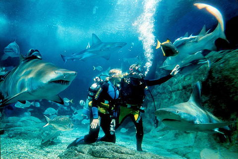 Shark Dive Experience At SEA LIFE Melbourne Aquarium - Darwin Holiday 3