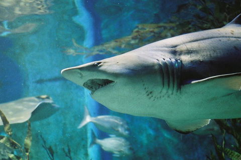 Shark Dive Experience At SEA LIFE Melbourne Aquarium - Darwin Holiday 4