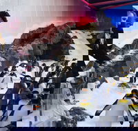 Penguin Passport at SEA LIFE Melbourne Aquarium - Darwin Holiday