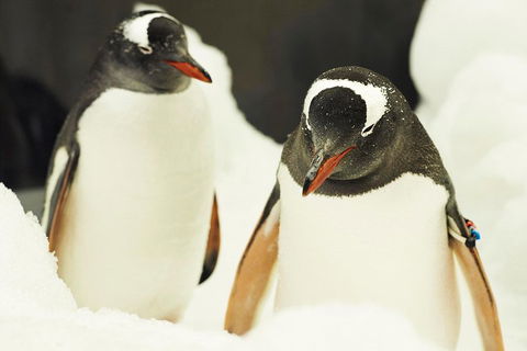 Penguin Passport At SEA LIFE Melbourne Aquarium - Darwin Holiday 2