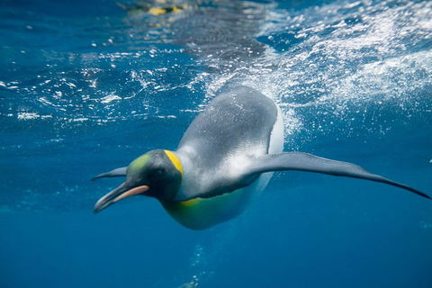 Penguin Passport At SEA LIFE Melbourne Aquarium - Darwin Holiday 3
