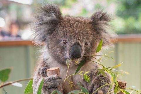 2-Day Great Ocean Road, Mornington Peninsula And Phillip Island Tour - Darwin Holiday 2