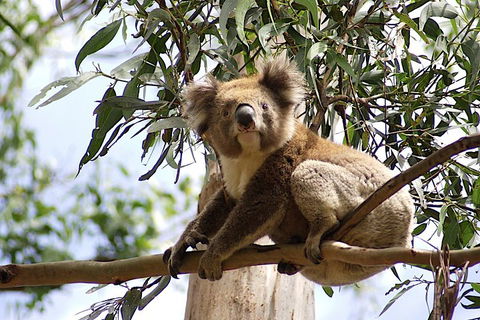 Melbourne Super Saver: Great Ocean Road + Wilsons Promontory + Attraction Pass - Darwin Holiday 3