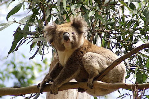 Melbourne Combo: Great Ocean Road, Puffing Billy, Moonlit Sanctuary & Penguins - Darwin Holiday 3