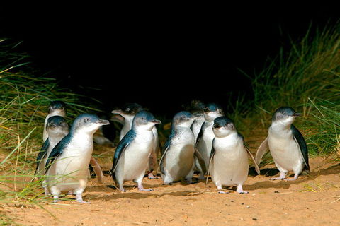 Melbourne Combo: Great Ocean Road, Puffing Billy, Moonlit Sanctuary & Penguins - Darwin Holiday 4