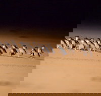 Melbourne Combo Great Ocean Road  Phillip Island Express  Attraction Pass - Darwin Holiday