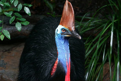 Cape Tribulation, Daintree Rainforest And Wildlife Tour - Darwin Holiday 5