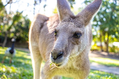 Virtual Interactive Australian Wildlife Tour With Private Guide-Wildlife Habitat - Darwin Holiday 2