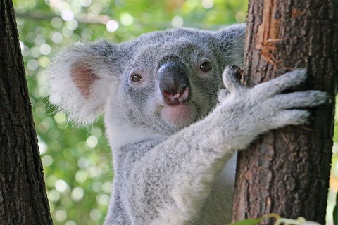 Virtual Interactive Australian Wildlife Tour With Private Guide-Wildlife Habitat - Darwin Holiday 3