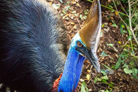 Virtual Interactive Australian Wildlife Tour With Private Guide-Wildlife Habitat - Darwin Holiday 5