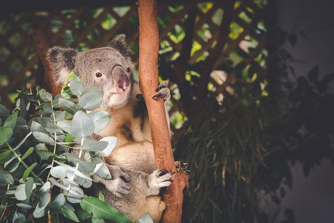 Small-Group Blue Mountains Day Trip From Sydney With Wildlife Park - Darwin Holiday 2