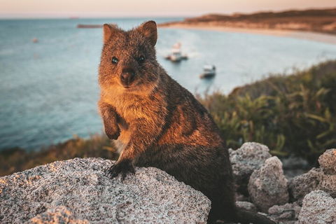 Rottnest Island Roundtrip Fast Ferry From Hillarys Boat Harbour - Darwin Holiday 5
