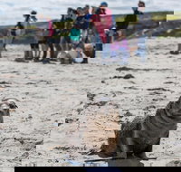 Kangaroo Island in a Day Tour from Adelaide - Darwin Holiday