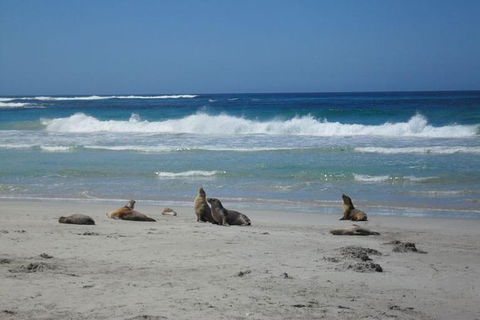 Kangaroo Island In A Day Tour From Adelaide - Darwin Holiday 1