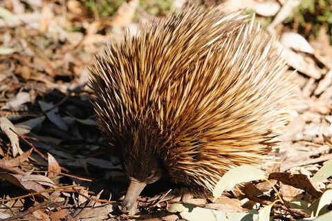 Kangaroo Island In A Day Tour From Adelaide - Darwin Holiday 2