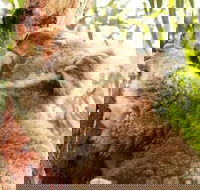 Small-Group Phillip Island Day Trip from Melbourne - Darwin Holiday