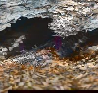 Private Tour Phillip Island Penguin Parade and Moonlit Sanctuary Conservation Park from Melbourne - Darwin Holiday