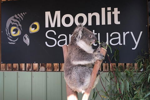 Private Tour: Phillip Island, Penguin Parade And Moonlit Sanctuary Conservation Park From Melbourne - Darwin Holiday 3