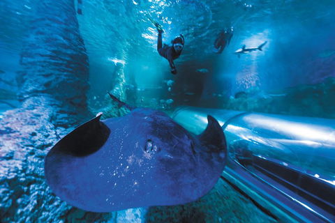 Snorkel With Sharks At AQWA - Darwin Holiday 0