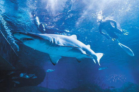 Snorkel With Sharks At AQWA - Darwin Holiday 5