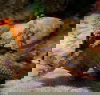 Glass Bottom Boat  Entry at AQWA - Darwin Holiday